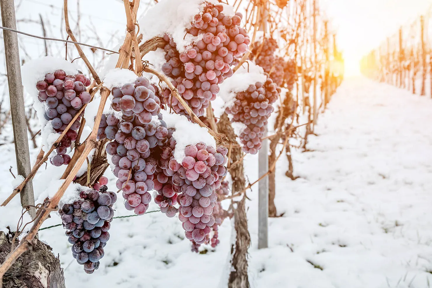 Winter Winery Visits: Experience Guided Tastings at Cellar Beast Winehouse