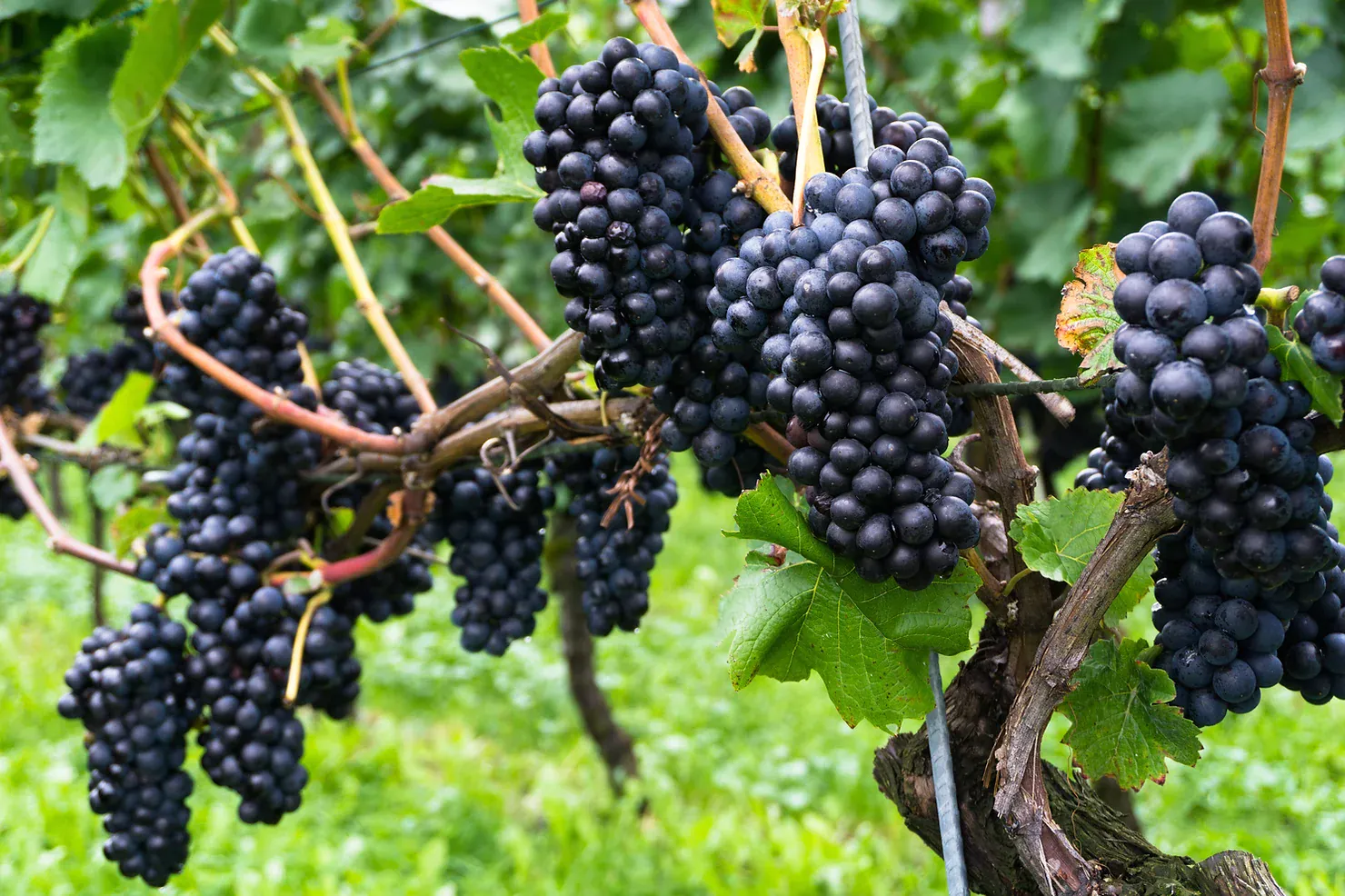 Thanksgiving Wine Pairing Guide with Cellar Beast Winehouse