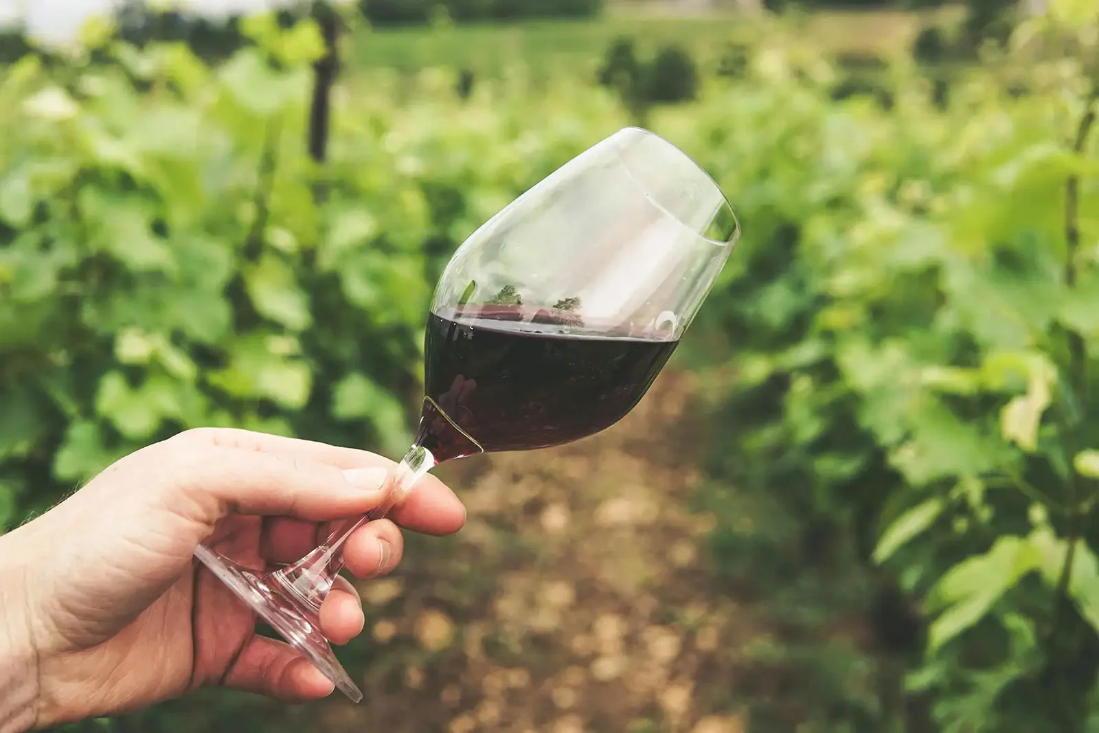 Right Bank Bordeaux Explained: Top Wines, Regions, and Tasting Notes