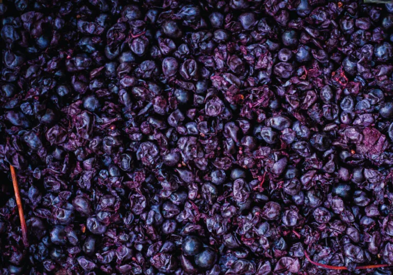 Unfiltered Wine: Discover the Pure Essence at Cellar Beast Winehouse, Andreas, PA