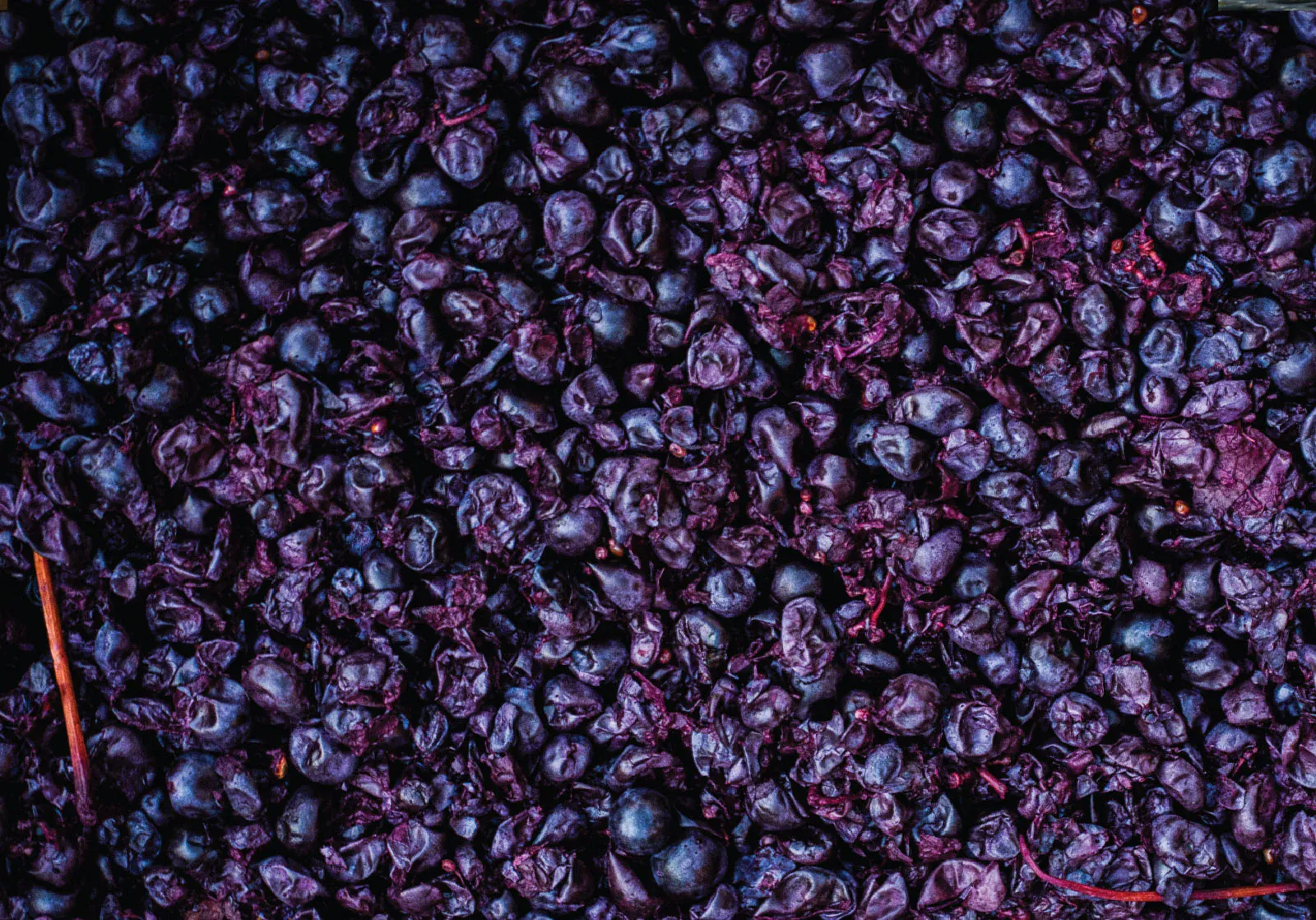 Unfiltered Wine: Discover the Pure Essence at Cellar Beast Winehouse, Andreas, PA