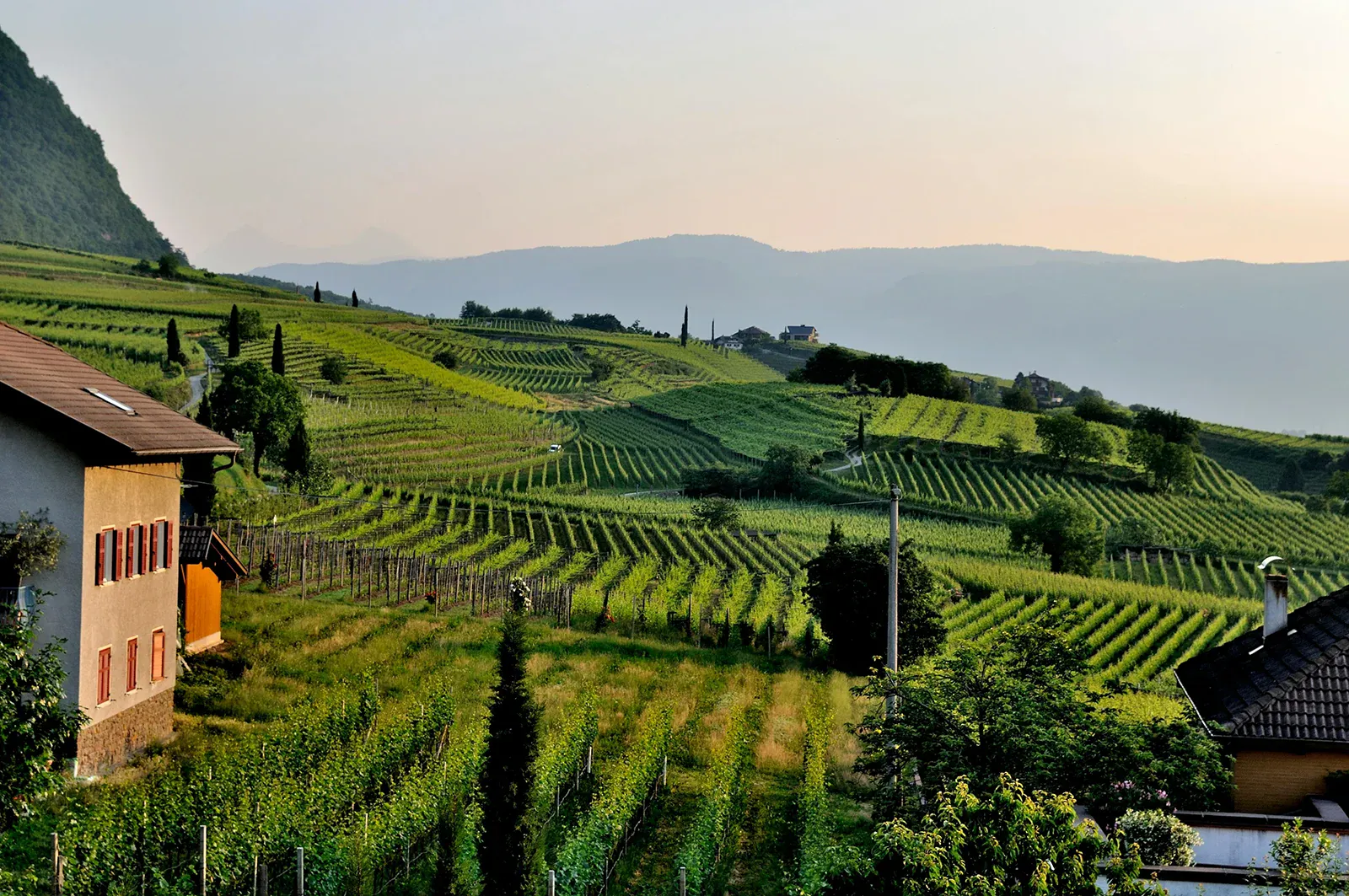 Left Bank Bordeaux: Tradition, Terroir, and a Historic Comeback