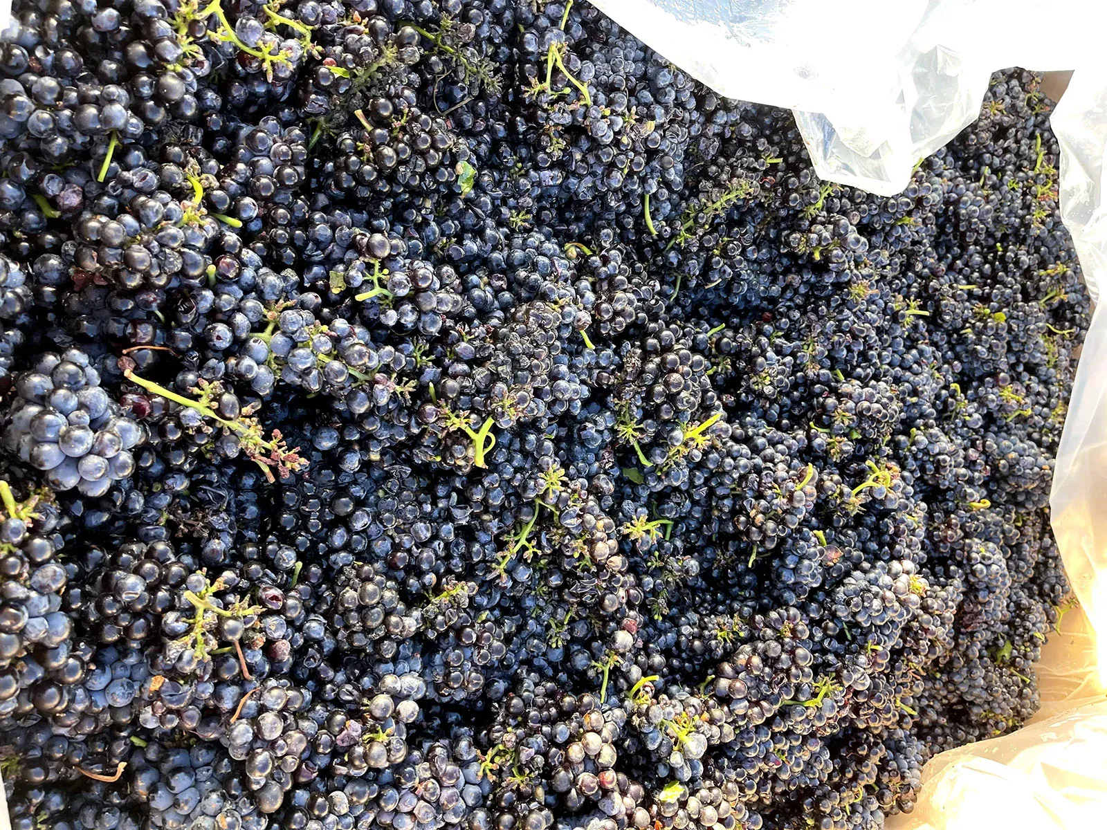 Unraveling the Mystique of Carménère: A Global Journey