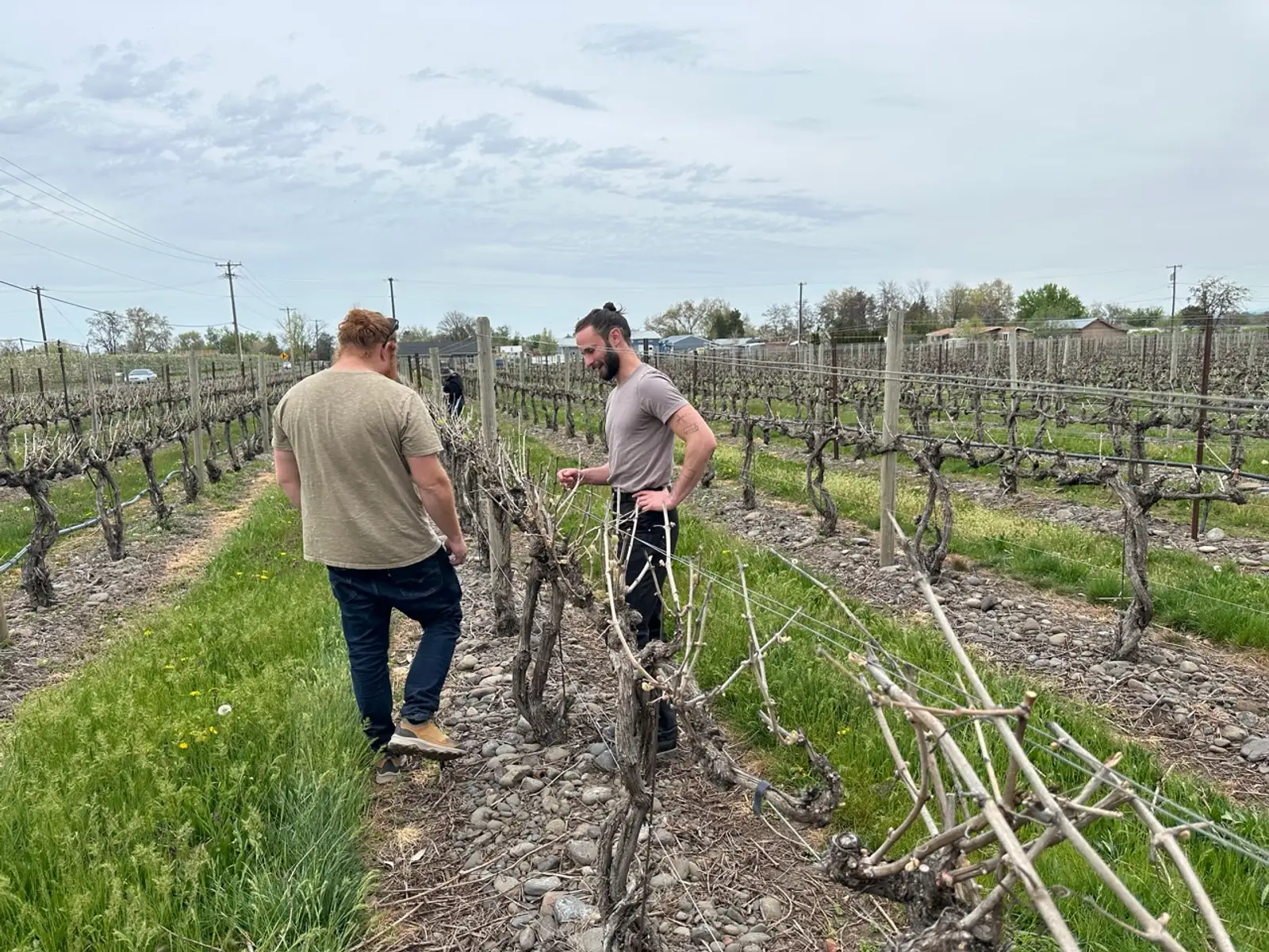 Syrah Wine Guide: Taste, Regions, and Shiraz Comparison