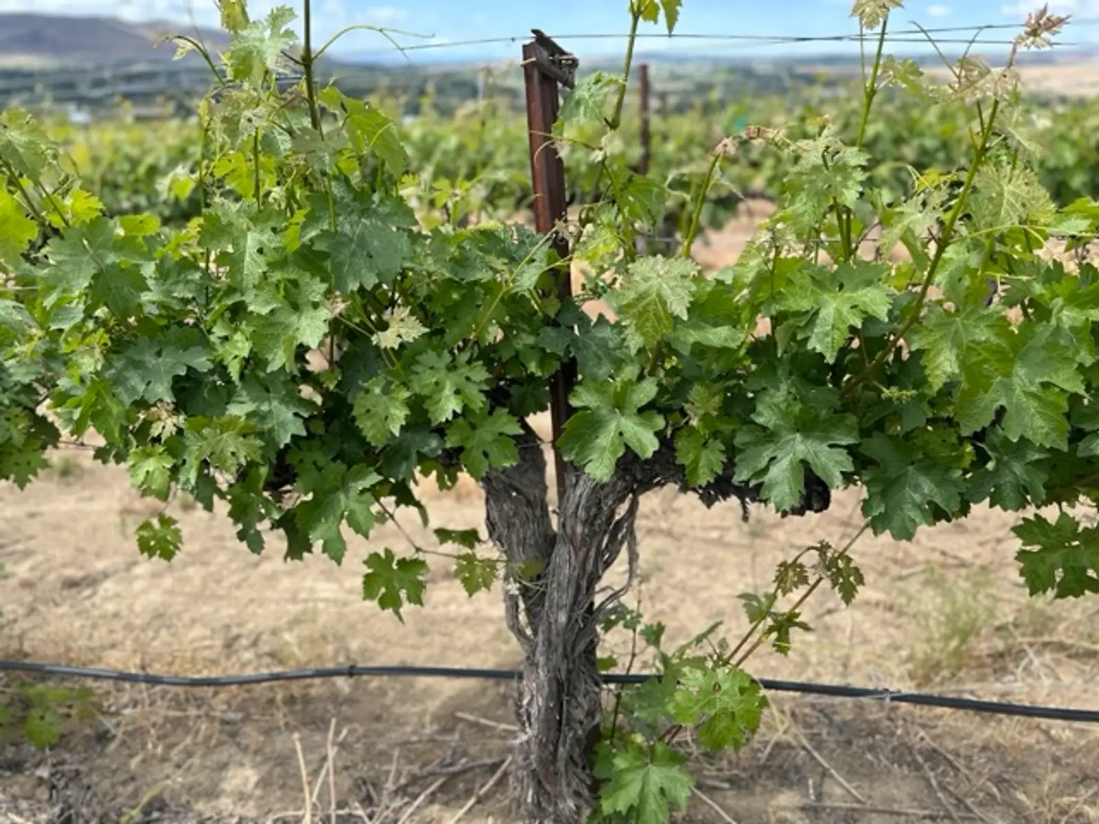 Cabernet: The Ultimate Guide to This Bold, Iconic Red Wine