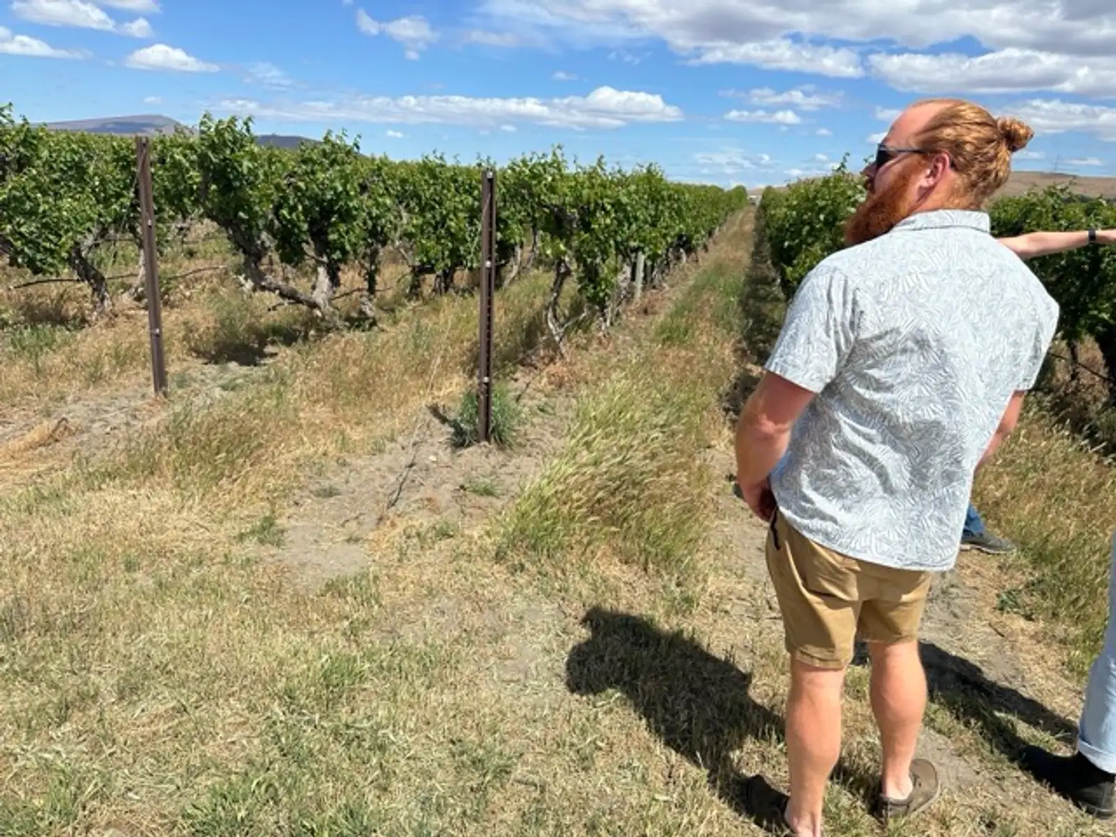 Cabernet Red Wine Guide: Taste, Pairings & Best Bottles to Buy