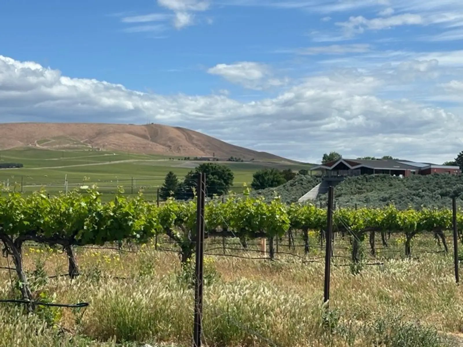 Sauvignon Red Wine Guide: Top Bottles to Buy, Taste Profiles & Food Pairings