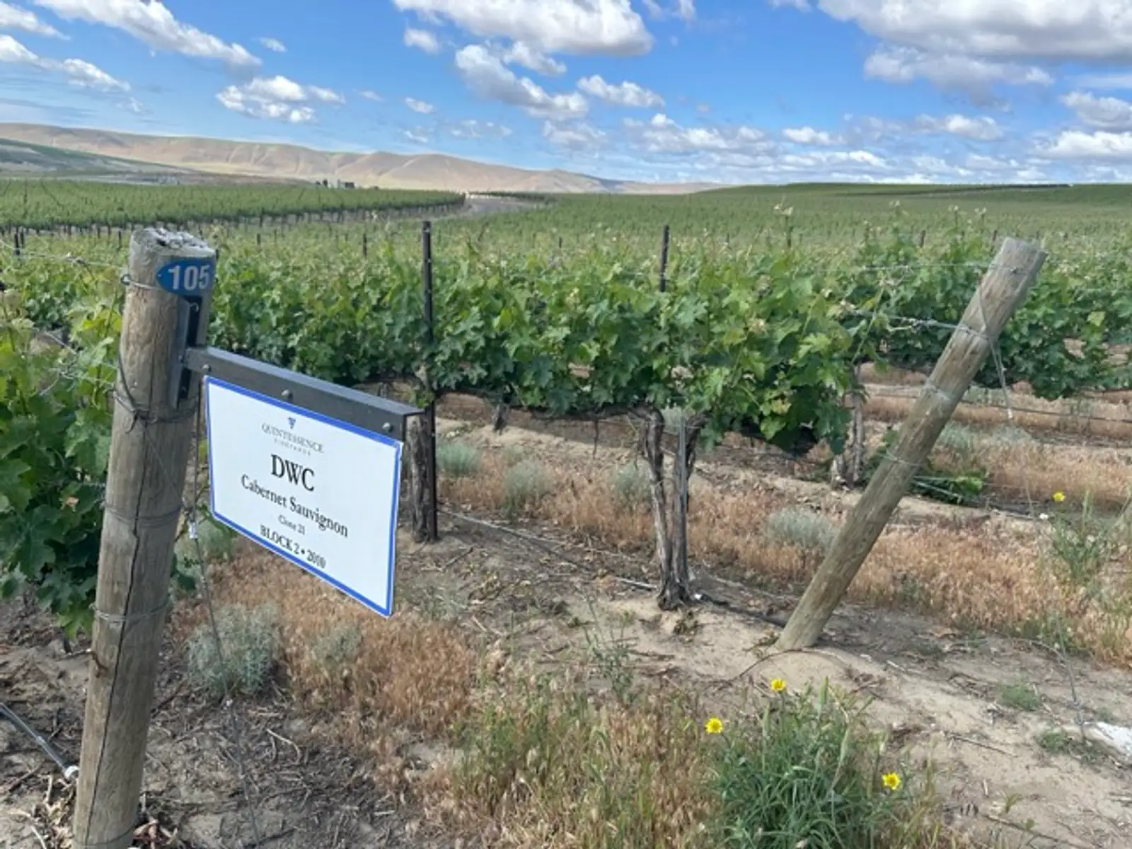 Cab Sauv Uncorked: Bold Flavor, Perfect Pairings, and Cellar Beast Favorites