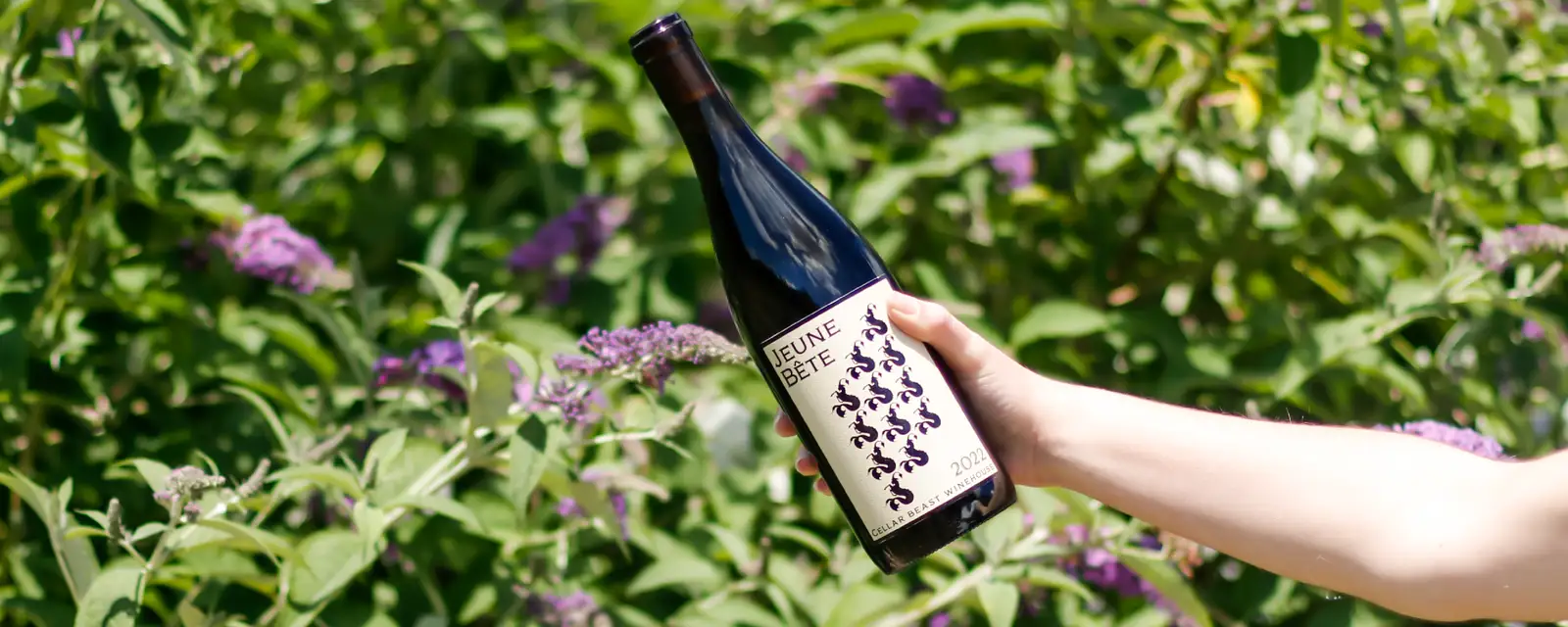 Unlocking Shiraz: A Bold Red for Every Occasion