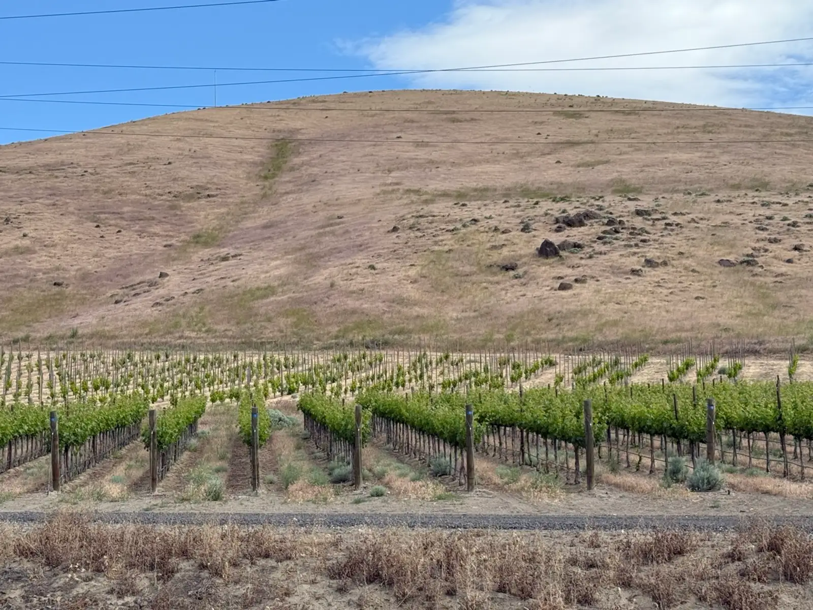 Washington vineyard