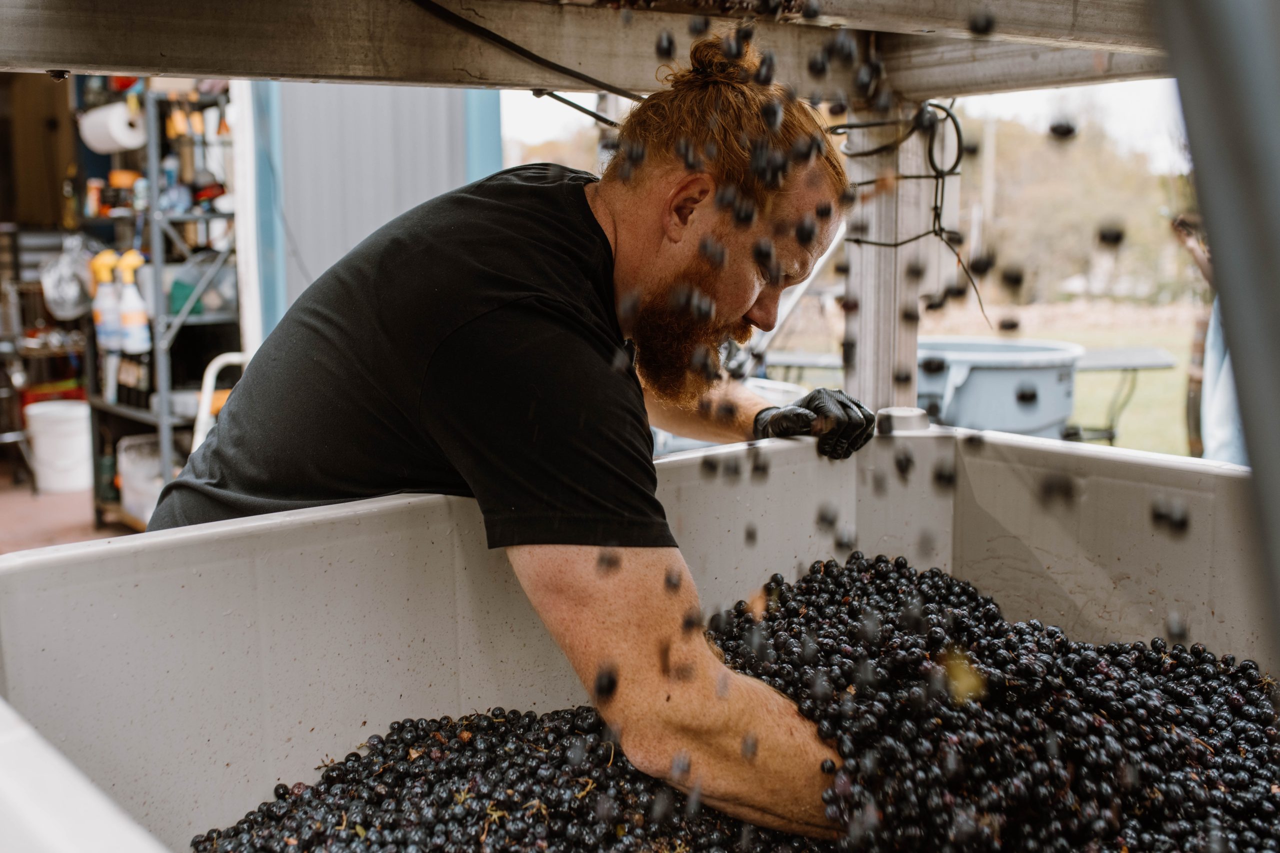 A cellar hand sorting grapes in the harvest bin