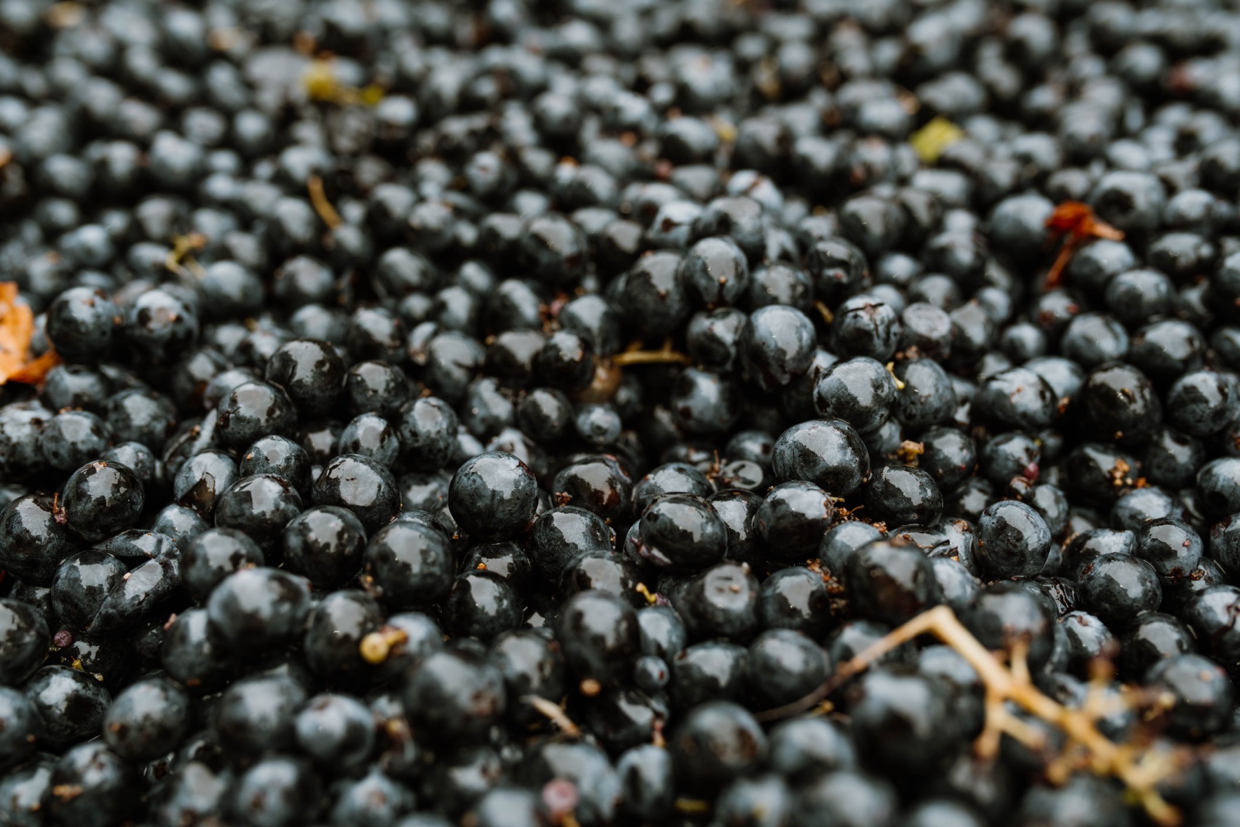 Close-up of harvested clusters