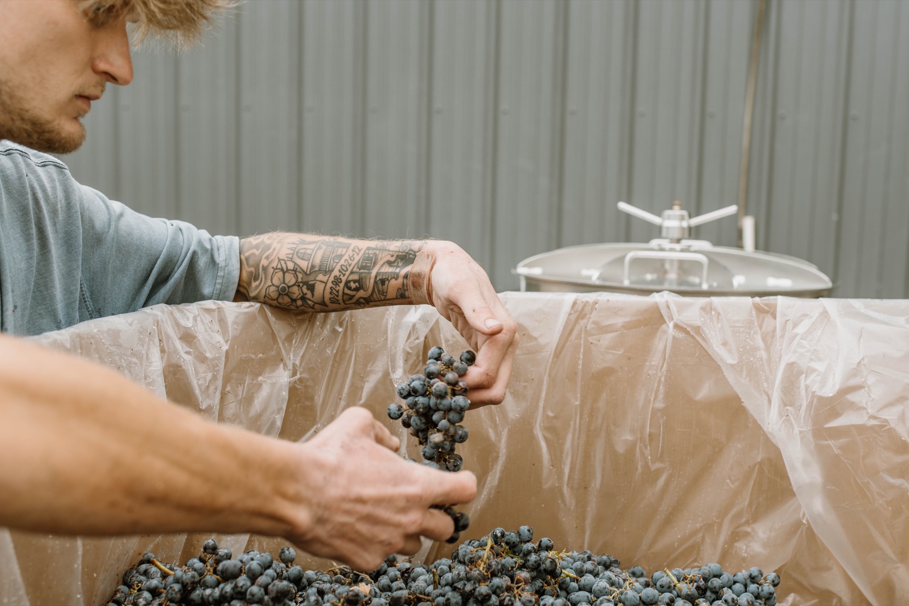 Hands sorting fruit at the crush pad